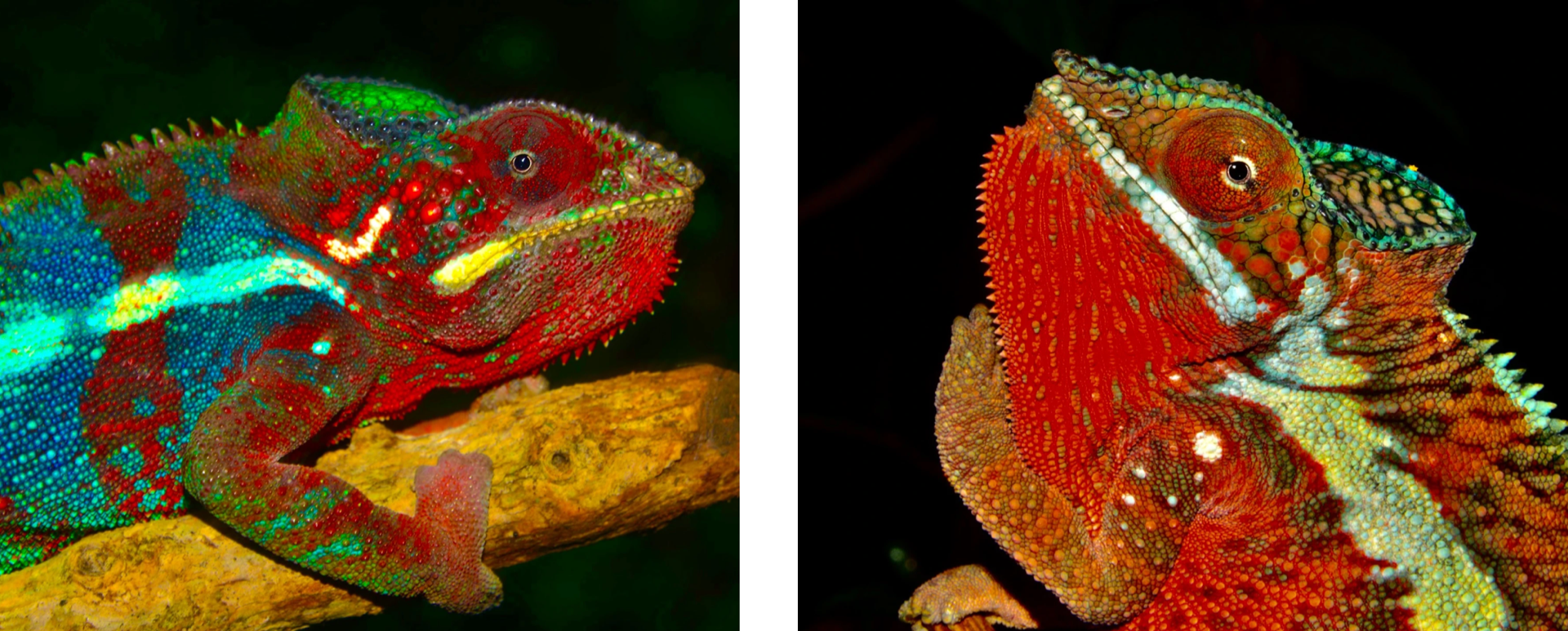 ニッタンプロフ確認　Chameleons of Africa ニッタンプロフ確認 Chameleons of Africa Chameleons of Africa